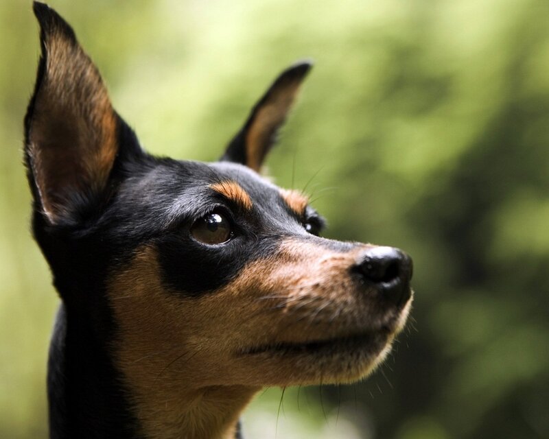 close-up of a dog's face