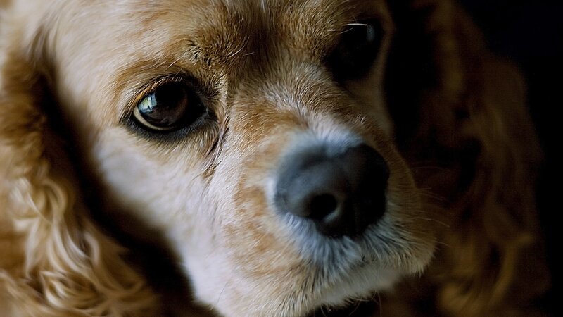 close-up of a dog's face