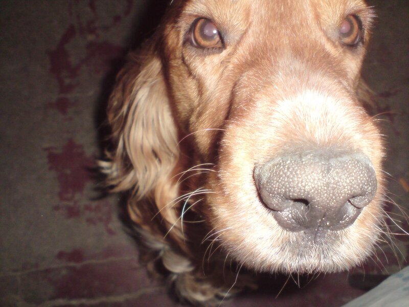 close-up of a dog's face