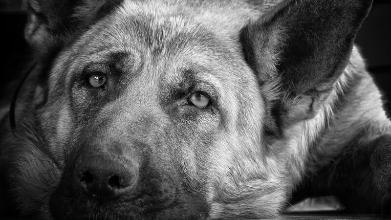 close-up of a dog's face