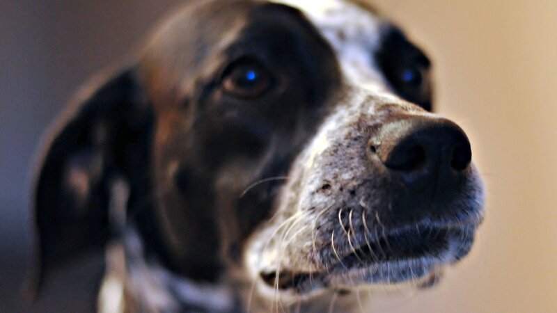 close-up of a dog's face