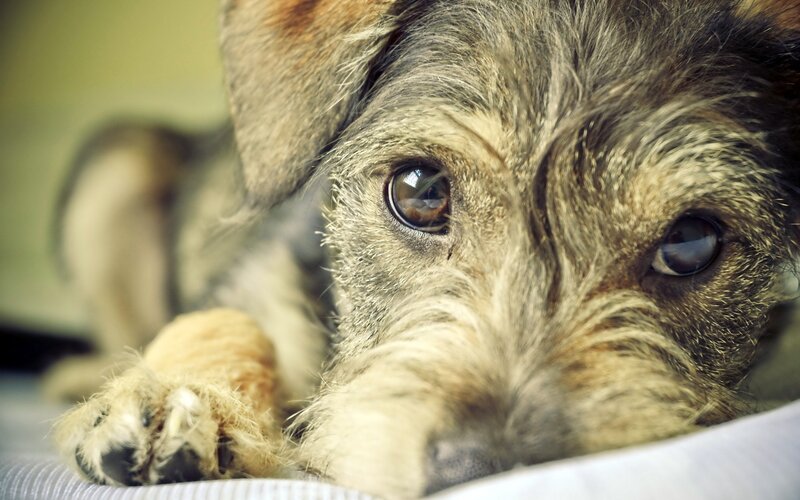 close-up of a dog's face
