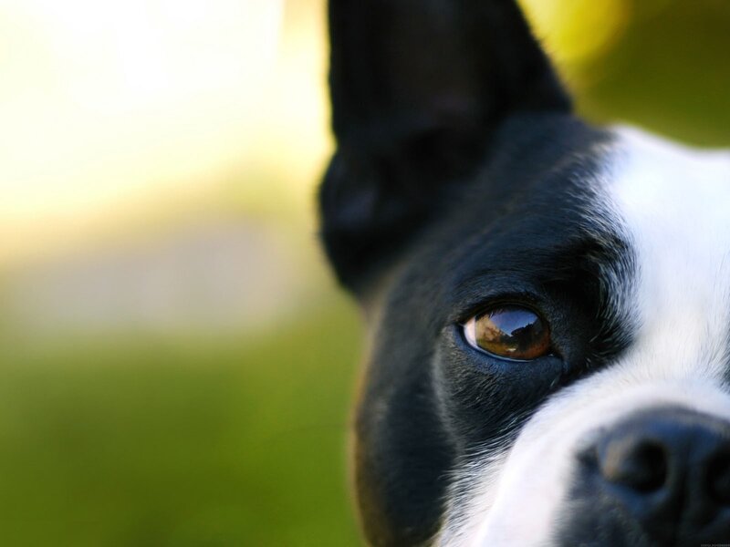 close-up of a dog's face