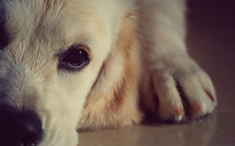 close-up of a dog's face