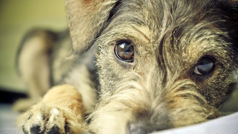 close-up of a dog's face