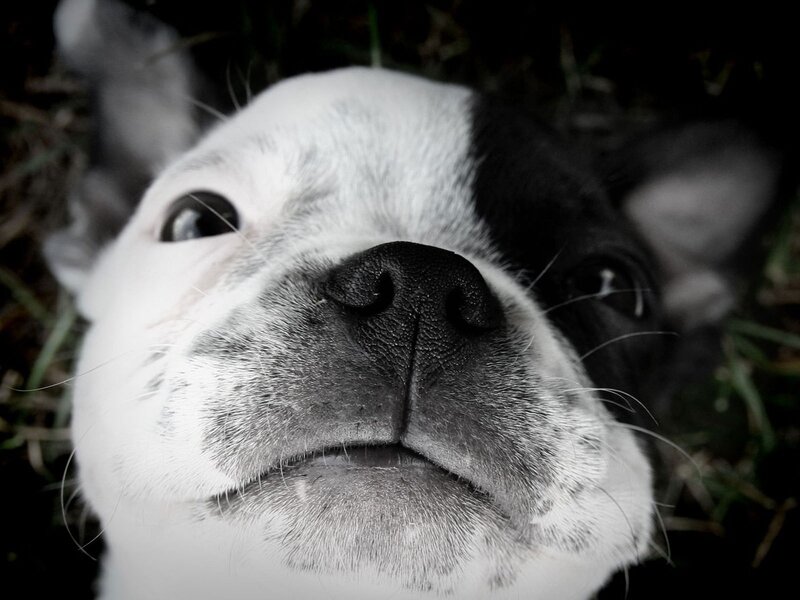 close-up of a dog's face