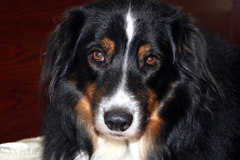 close-up of a dog's face