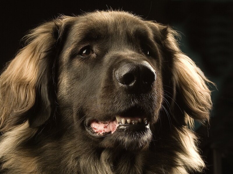 close-up of a dog's face