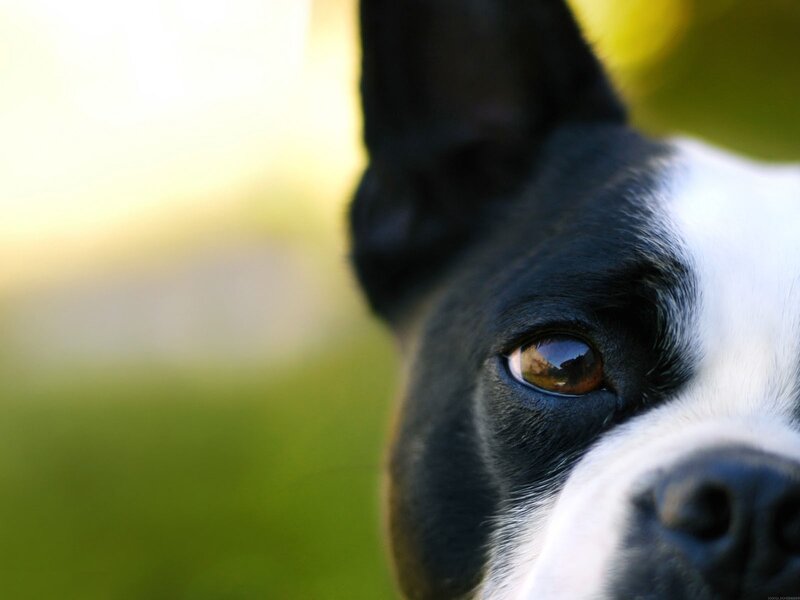 close-up of a dog's face