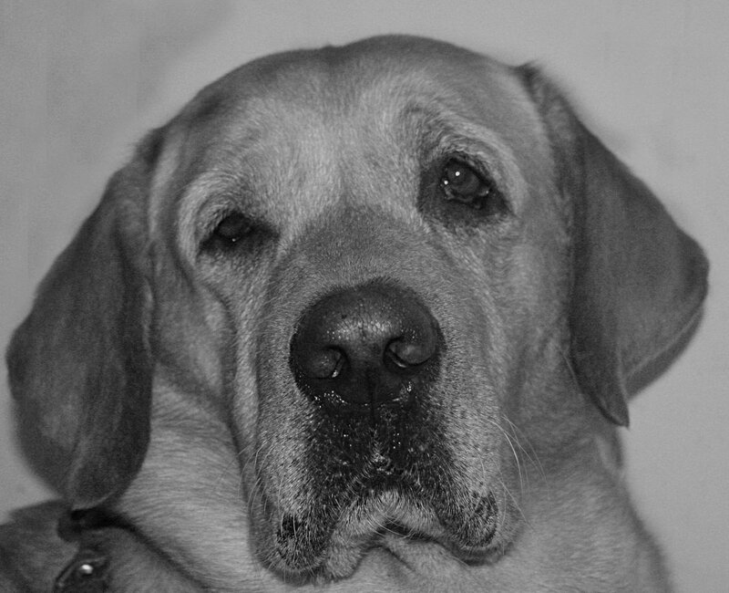 close-up of a dog's face