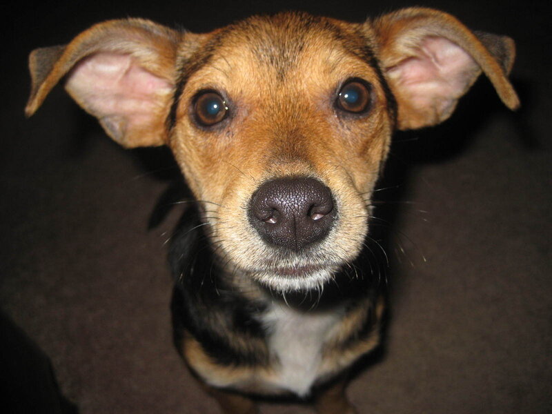 close-up of a dog's face
