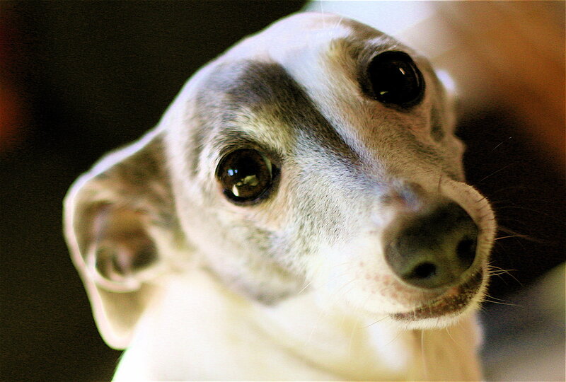 close-up of a dog's face