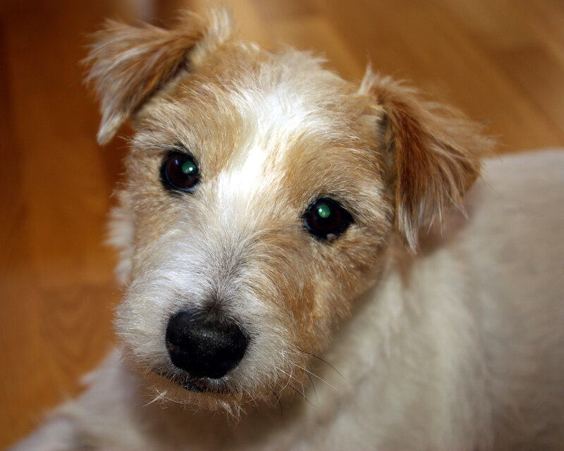 close-up of a dog's face