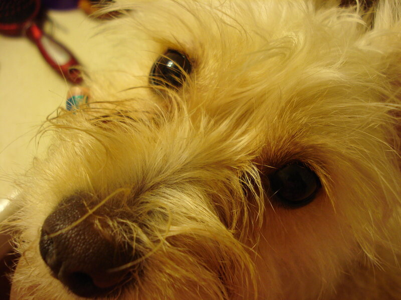 close-up of a dog's face
