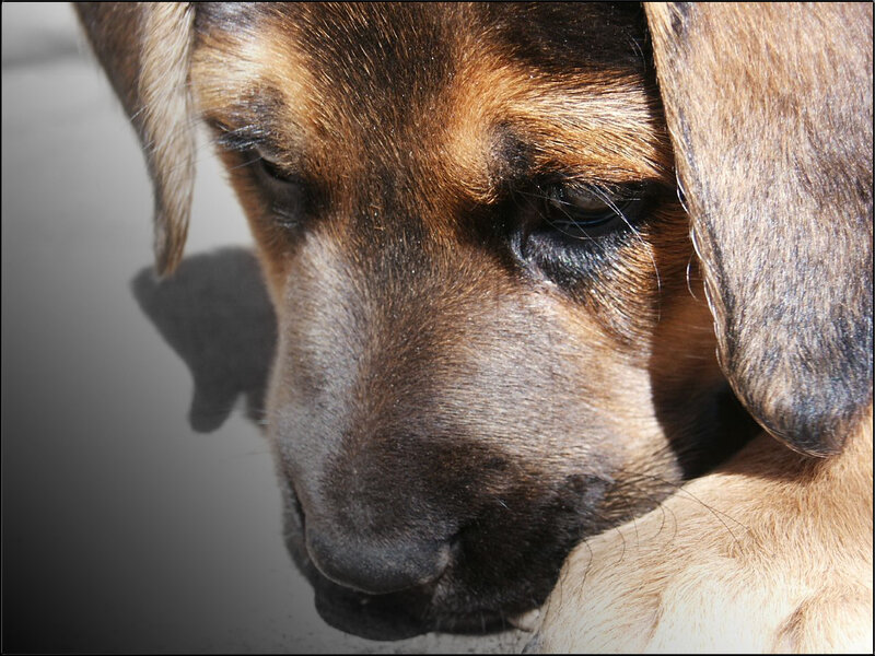 close-up of a dog's face