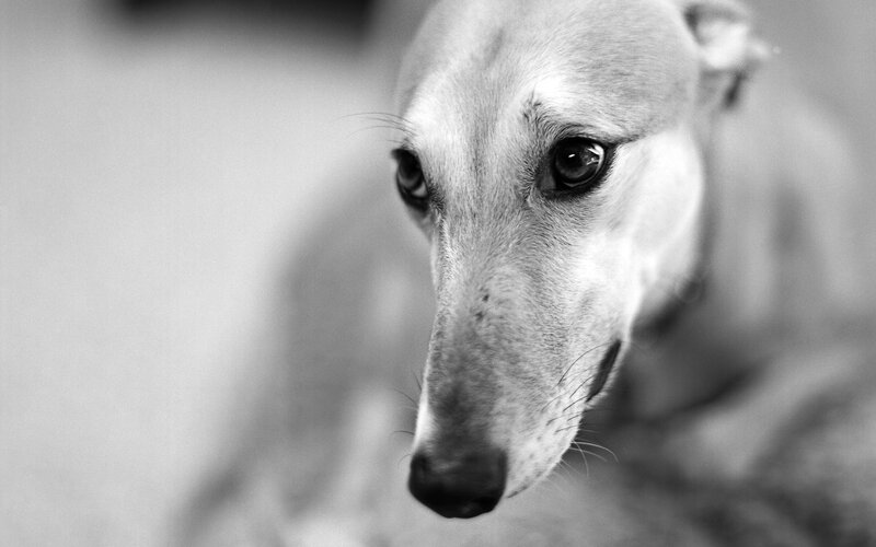 close-up of a dog's face