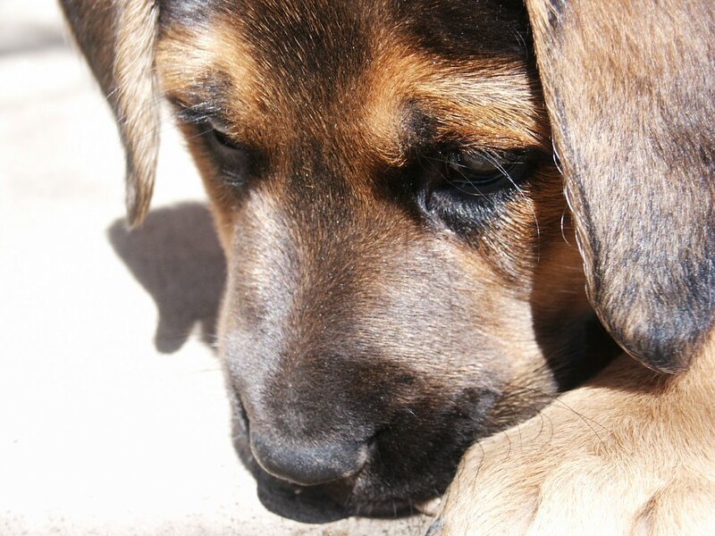 close-up of a dog's face