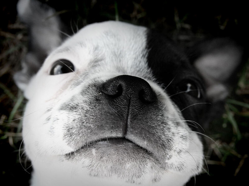 close-up of a dog's face