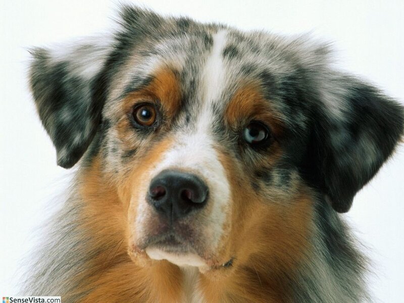 close-up of a dog's face