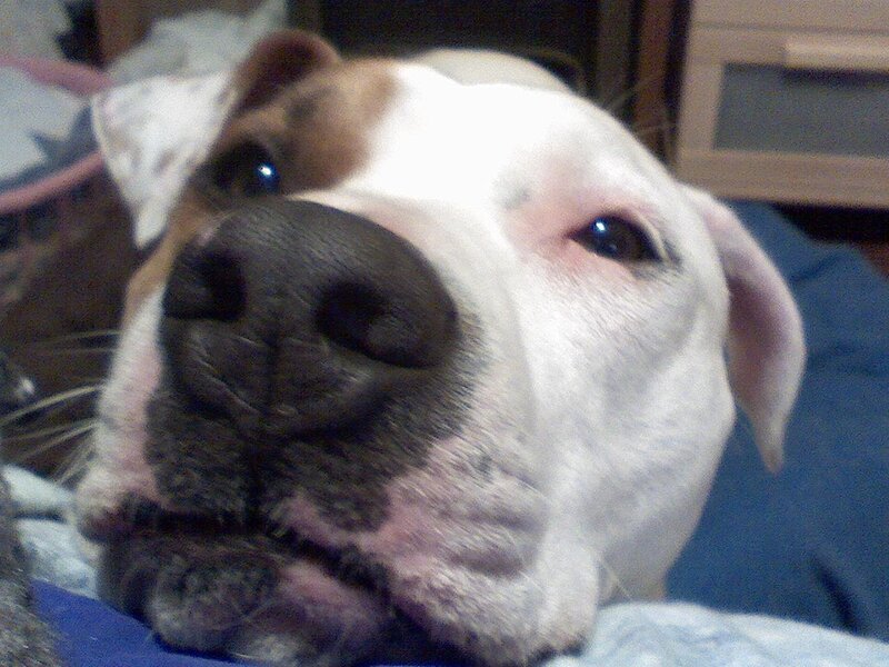 close-up of a dog's face