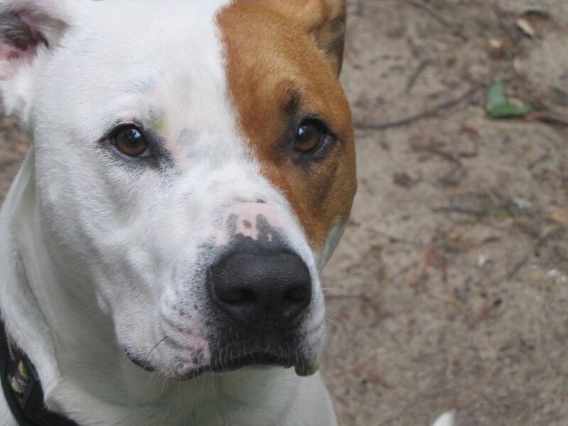close-up of a dog's face