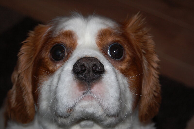 close-up of a dog's face