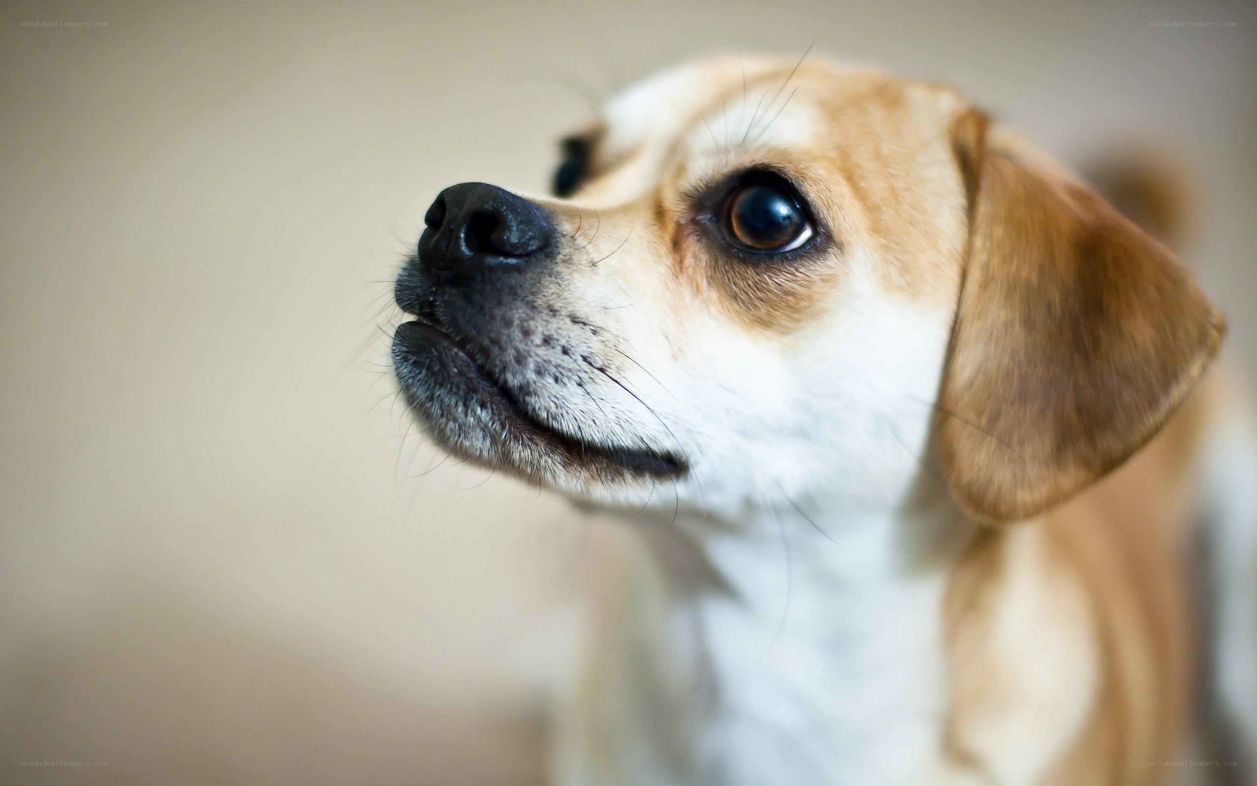 close-up of a dog's face