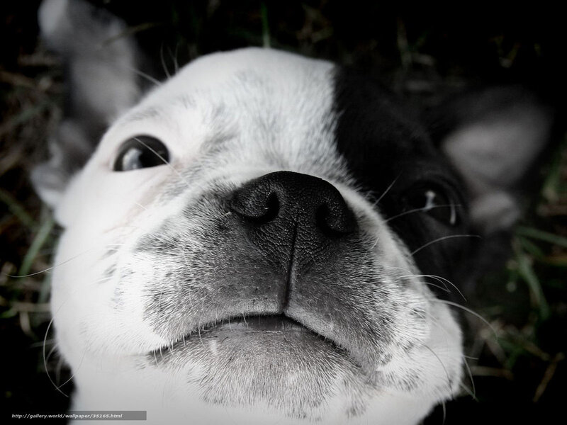 close-up of a dog's face