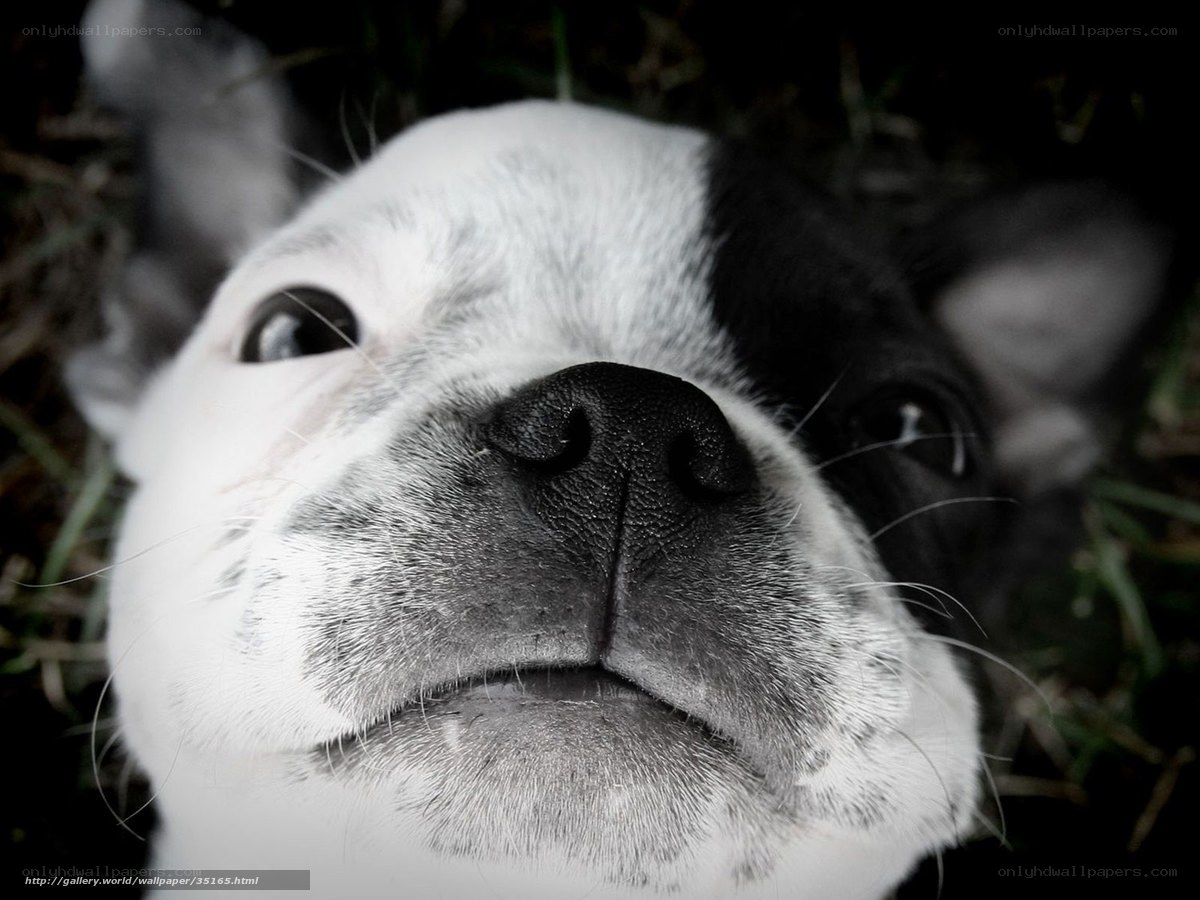 close-up of a dog's face