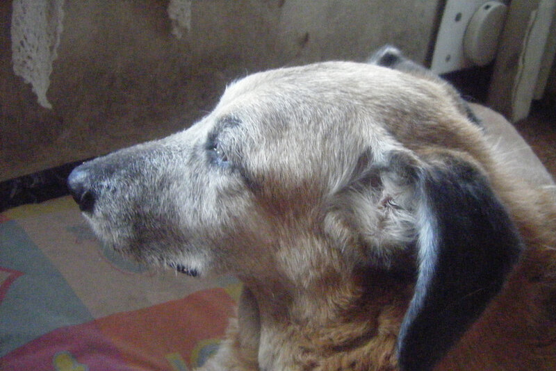 close-up of a dog's head