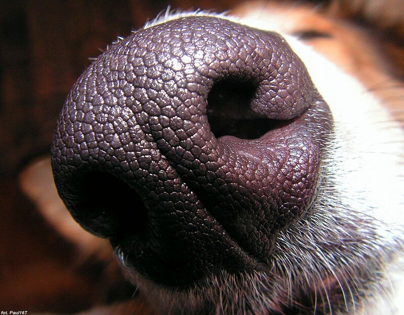 close-up of a dog's nose