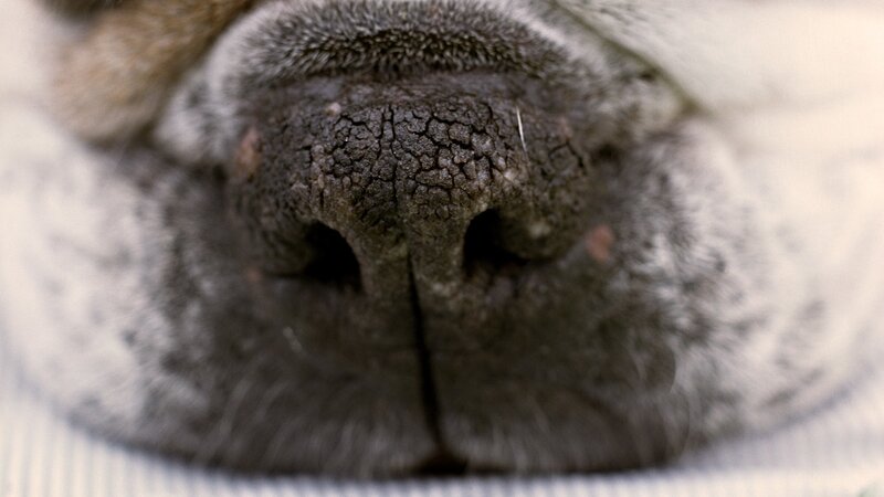 close-up of a dog's nose