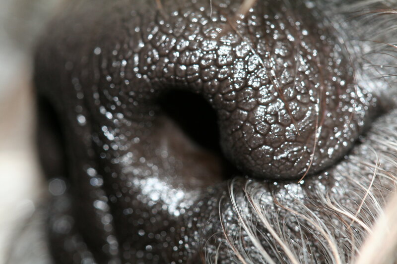 close-up of a dog's nose