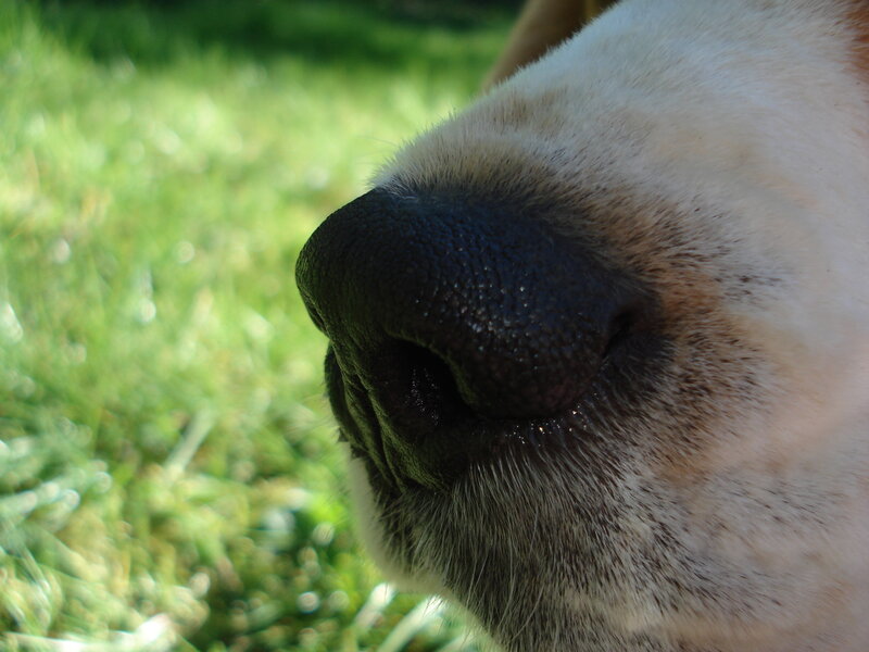 close-up of a dog's nose