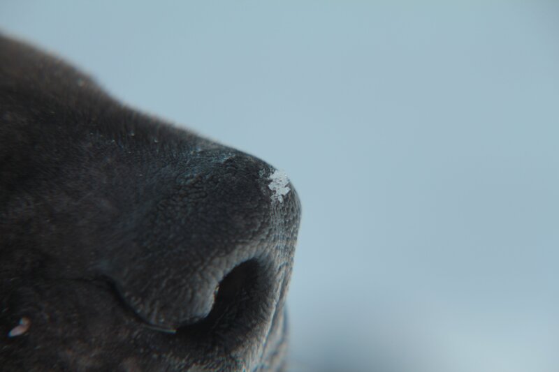 close-up of a dog's nose