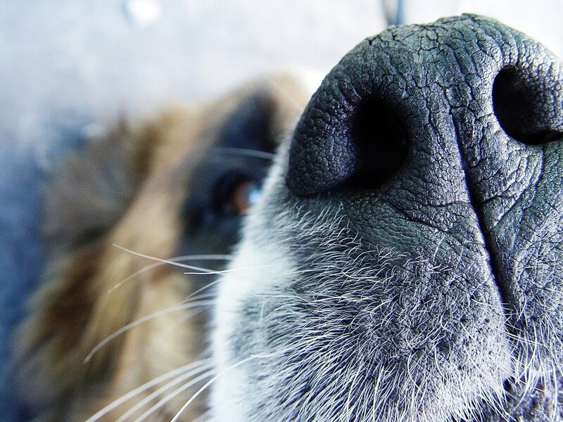 close-up of a dog's nose