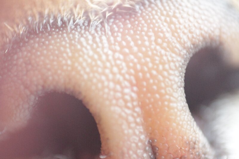 close-up of a dog's nose