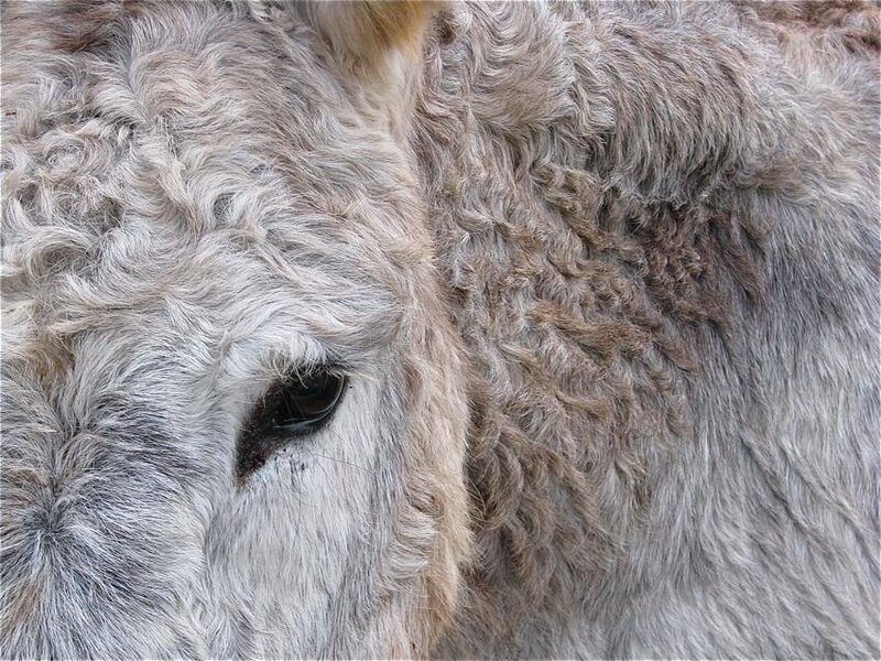 close-up of a donkey's face