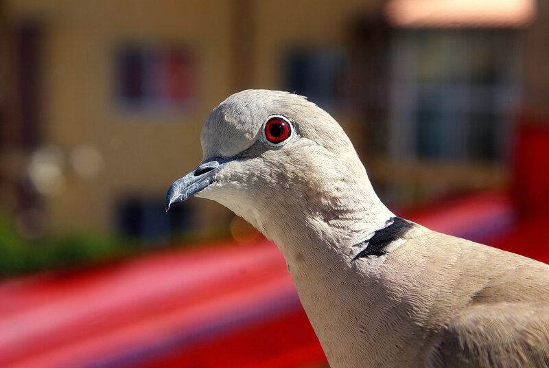 close-up of a dove