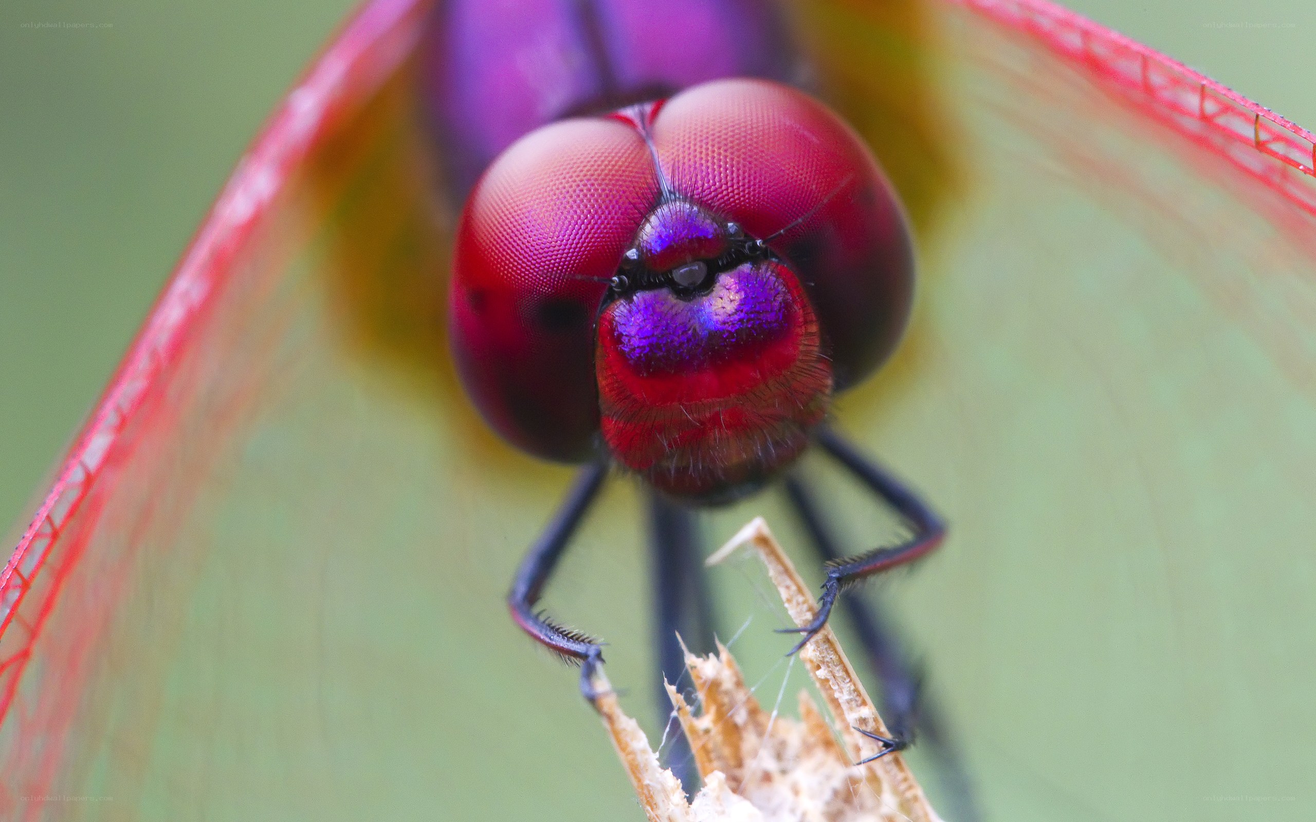 Close-up of a dragonfly