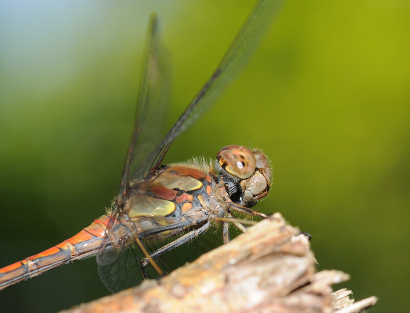 Close-up of a dragonfly