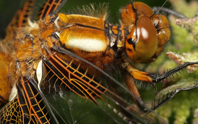 Close-up of a dragonfly