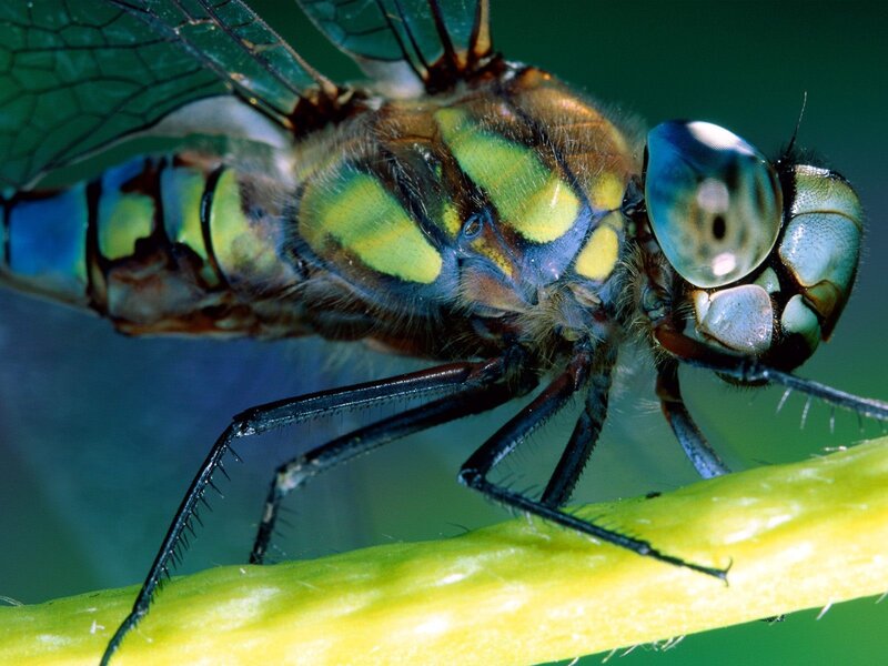 Close-up of a dragonfly