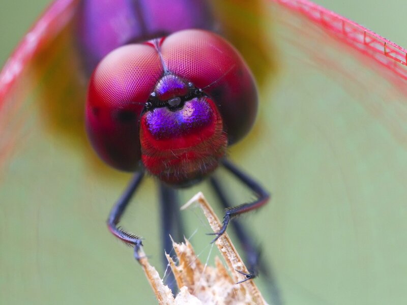 Close-up of a dragonfly