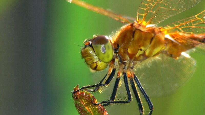 Close-up of a dragonfly