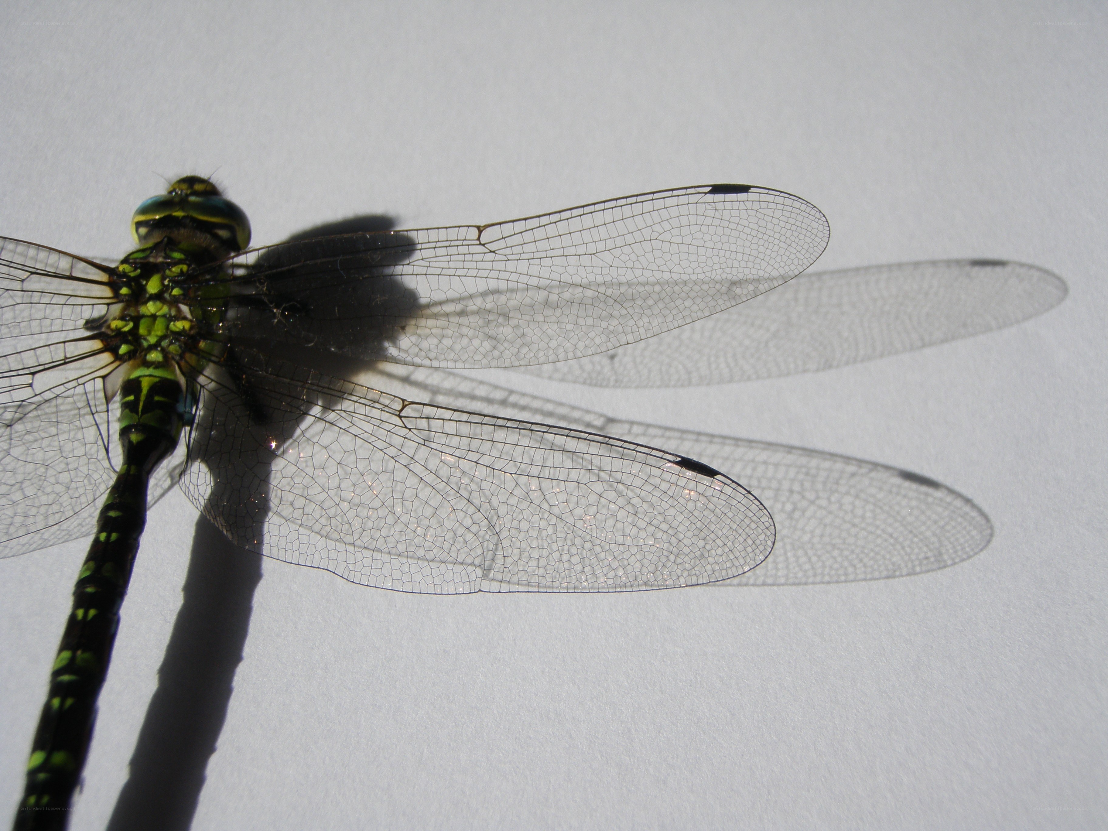 Close-up of a dragonfly