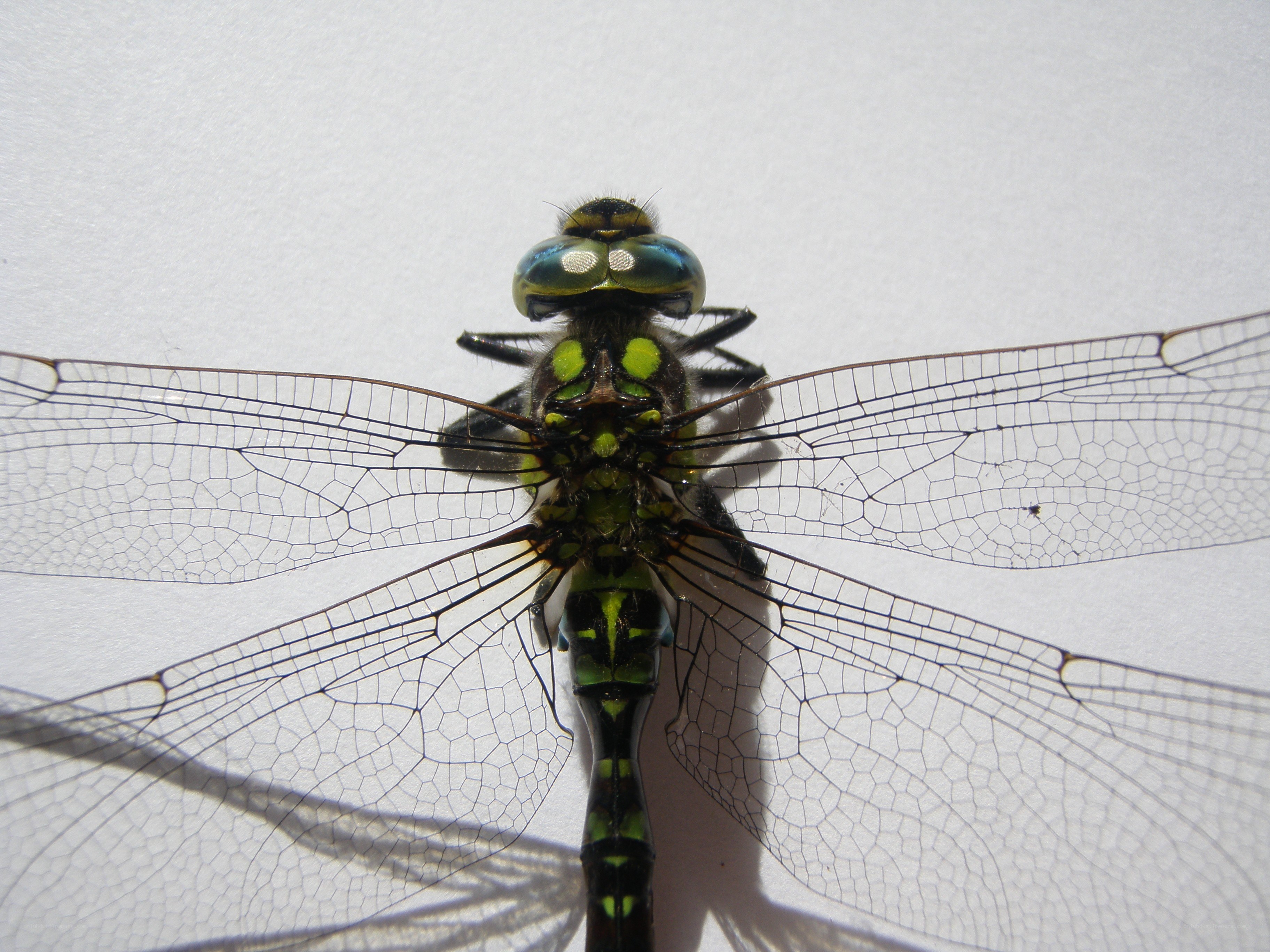 Close-up of a dragonfly