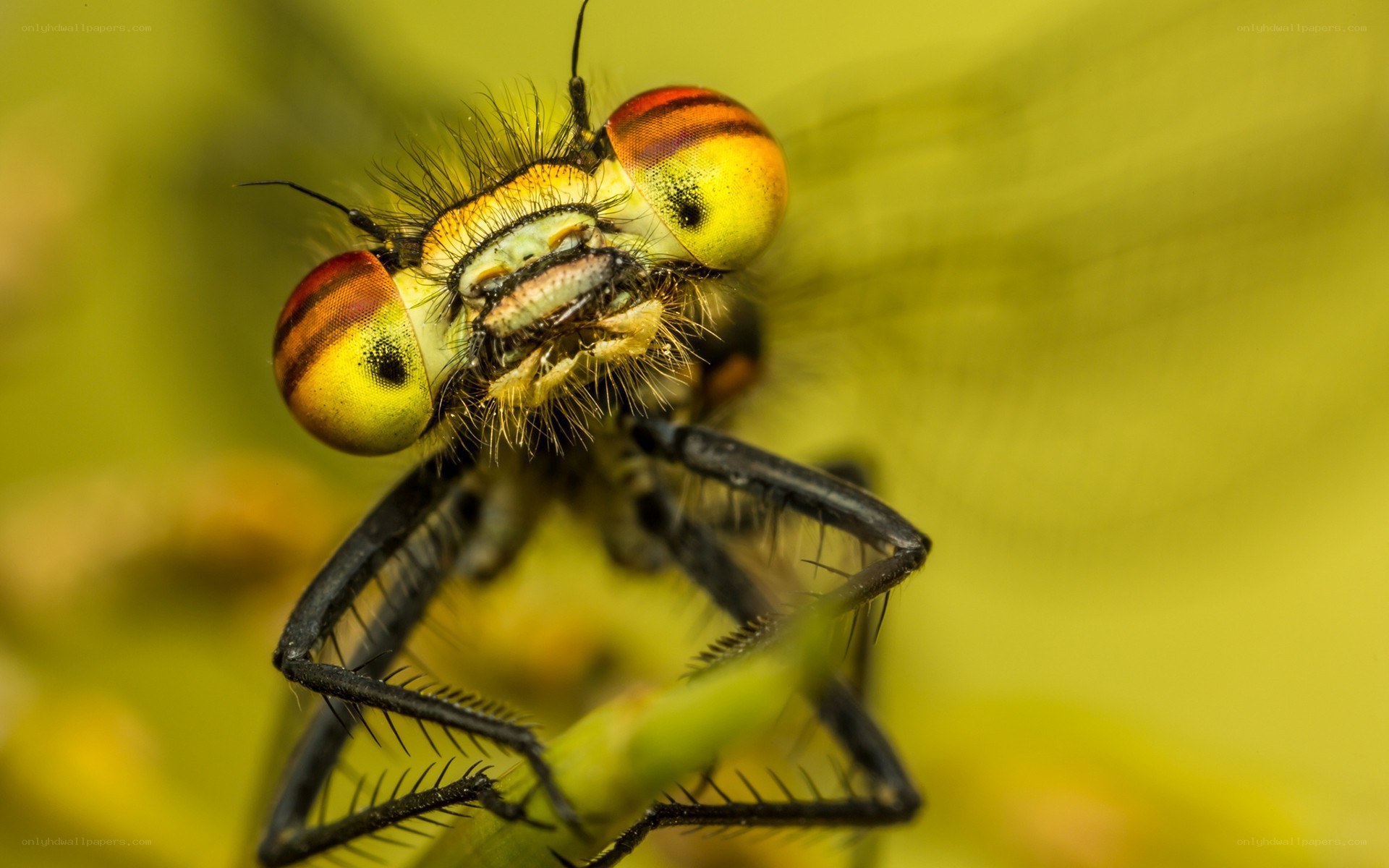 close-up of a dragonfly