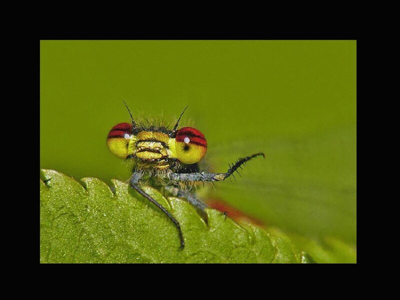 close-up of a dragonfly