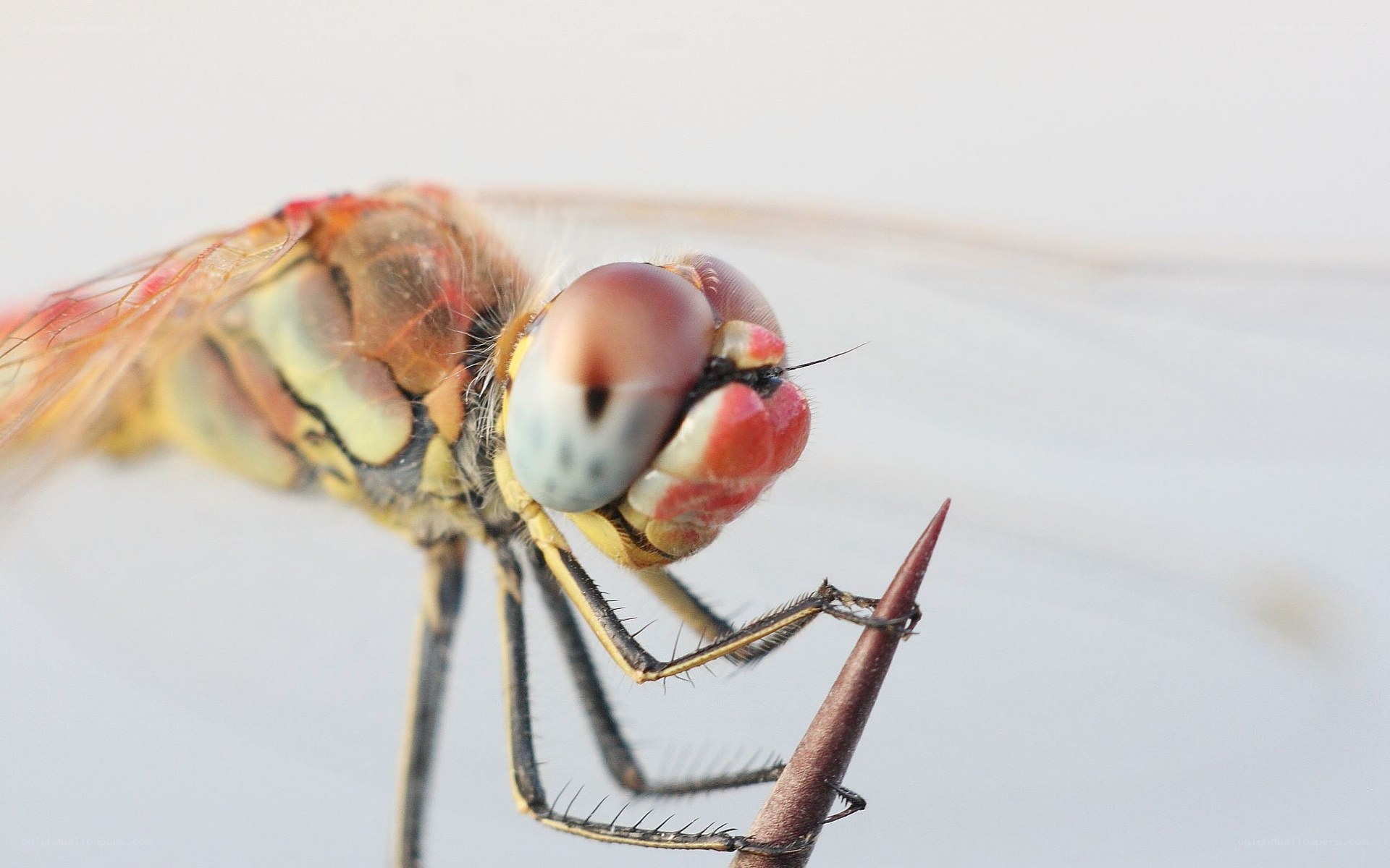 Close-up of a dragonfly